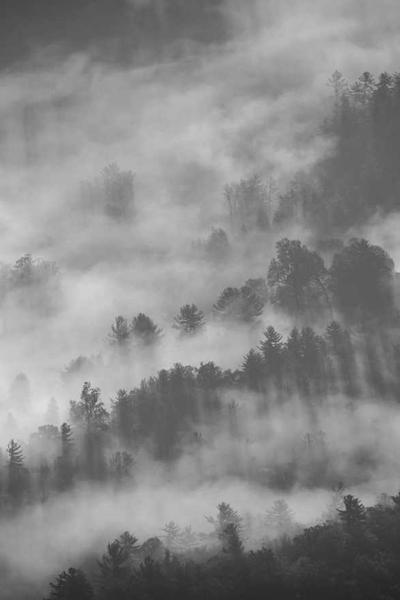 Camisa Algodon Premium